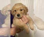 Small Photo #1 Golden Retriever Puppy For Sale in ORLANDO, FL, USA