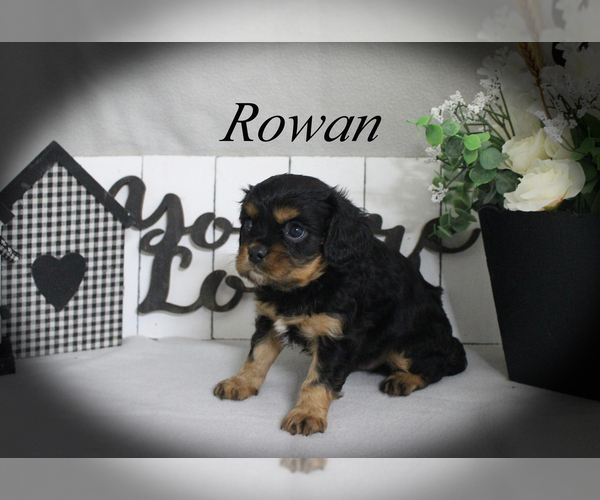 Medium Photo #11 Cavalier King Charles Spaniel Puppy For Sale in CHANUTE, KS, USA
