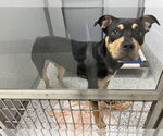 Small #2 Rottweiler Mix