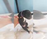 Small Photo #2 Great Dane Puppy For Sale in MORENO VALLEY, CA, USA
