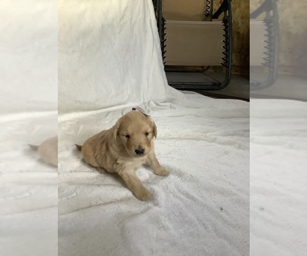 Medium Photo #9 Golden Retriever Puppy For Sale in WESTCLIFFE, CO, USA