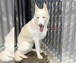 Small #1 Siberian Husky Mix