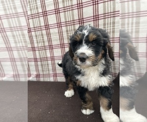 Bernedoodle Puppy for sale in DUNDEE, OH, USA