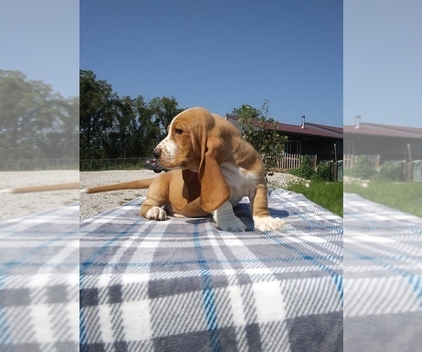 Medium Photo #31 Basset Hound Puppy For Sale in PETERSBURG, IN, USA
