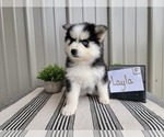 Small Photo #11 Pomsky Puppy For Sale in BELLEVUE, IA, USA