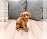 Small #3 Cavapoo (Miniature)
