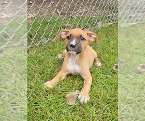 American Pit Bull Terrier-Unknown Mix Dogs for adoption in Wenonah, NJ, USA