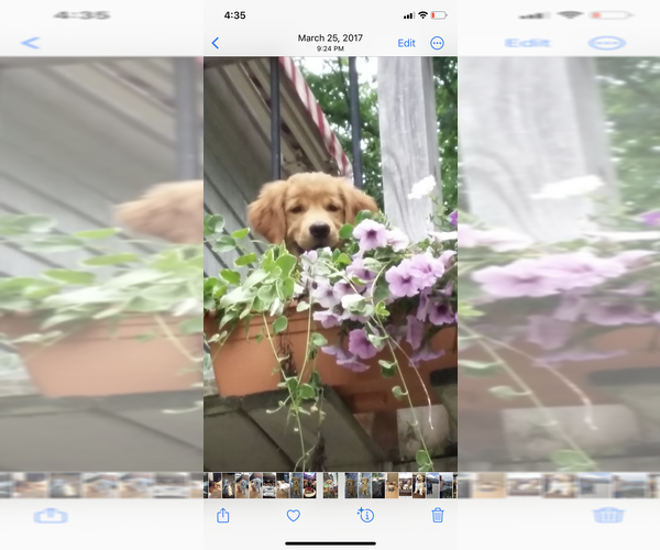 Medium Photo #1 Golden Retriever Puppy For Sale in CRANSTON, RI, USA