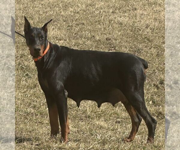 Medium Photo #1 Doberman Pinscher Puppy For Sale in MARYSVILLE, IN, USA