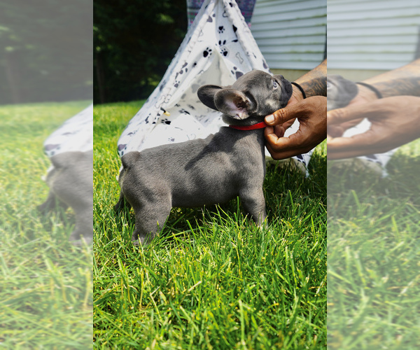 Medium Photo #5 French Bulldog Puppy For Sale in CLINTON, MD, USA