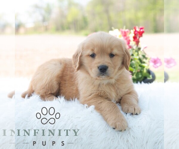 Medium Photo #6 Golden Retriever Puppy For Sale in NEWPORT, PA, USA