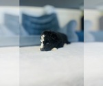 Small #1 Siberian Husky