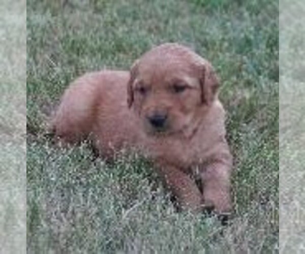 Medium Photo #1 Golden Retriever Puppy For Sale in SAINT IGNATIUS, MT, USA