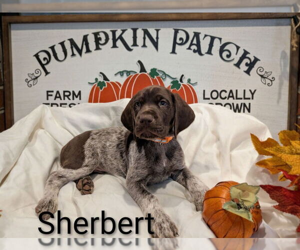 Medium Photo #2 German Shorthaired Pointer Puppy For Sale in CABOT, AR, USA