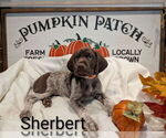 Small Photo #15 German Shorthaired Pointer Puppy For Sale in CABOT, AR, USA