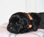 Puppy Jasmine Labrador Retriever