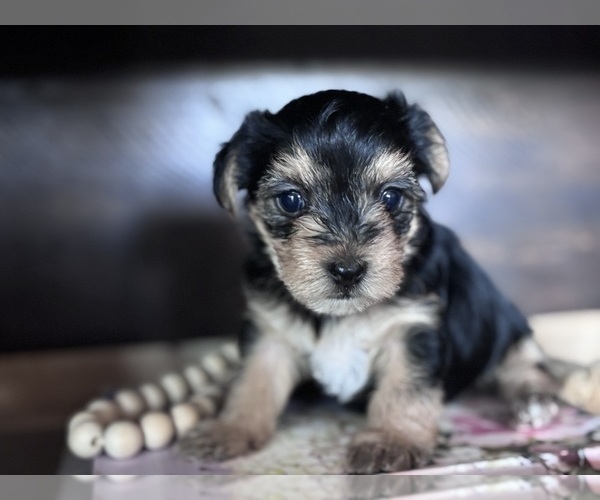 Medium Photo #4 Yorkshire Terrier Puppy For Sale in MARICOPA, AZ, USA