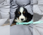 Image preview for Ad Listing. Nickname: Aqua