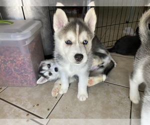 Siberian Husky Puppy for sale in BARDSTOWN, KY, USA