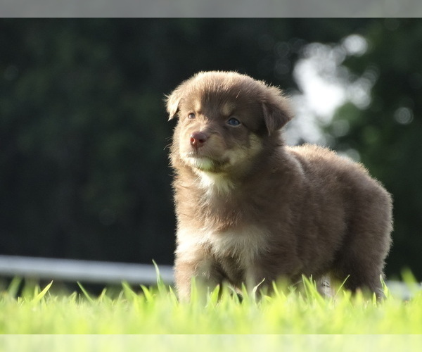 Medium Photo #11 Australian Shepherd Puppy For Sale in OZARK, AR, USA
