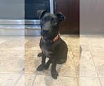 Small #15 American Pit Bull Terrier Mix