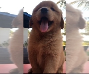 Golden Retriever Puppy for sale in SANTA ANA, CA, USA