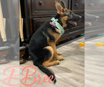 Small Photo #9 German Shepherd Dog Puppy For Sale in AUSTIN, TX, USA