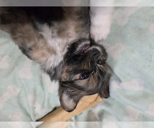 Medium Photo #4 Maltipom Puppy For Sale in HUDSON, MA, USA