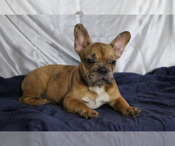 Medium Photo #2 French Bulldog Puppy For Sale in GOLDEN OAK, FL, USA