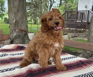 Cockapoo Puppy for sale in THORP, WI, USA