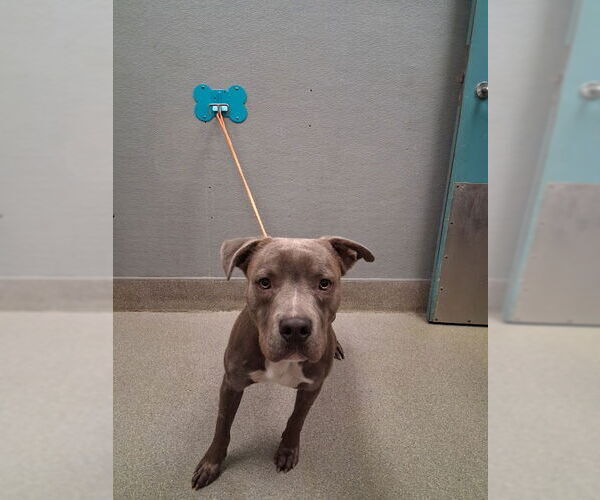 Medium Photo #1 American Pit Bull Terrier-Unknown Mix Puppy For Sale in Las Vegas, NV, USA