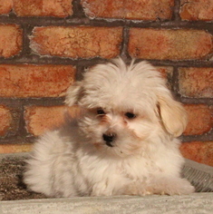 Maltese Puppy for sale in GAP, PA, USA