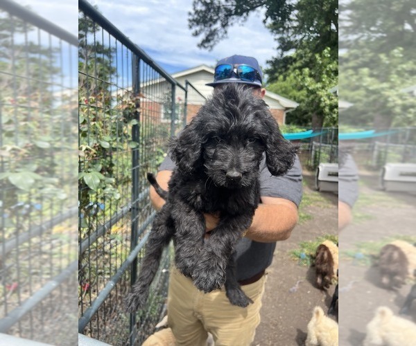 Medium Photo #7 Labradoodle mix (+ Poodle Standard) Puppy For Sale in JACKSONVILLE, NC, USA