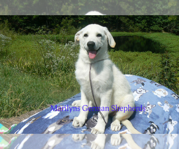 Medium Photo #3 German Shepherd Dog Puppy For Sale in PIEDMONT, MO, USA