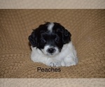 Small Photo #6 Havapoo Puppy For Sale in VANCOUVER, WA, USA
