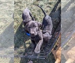 Small Photo #16 Labrador Retriever Puppy For Sale in LONGMONT, CO, USA