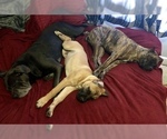 Small Photo #31 Cane Corso Puppy For Sale in BEECH GROVE, IN, USA
