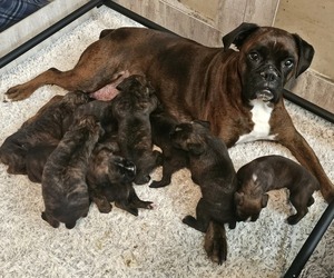 Boxer Litter for sale in HILLSBORO, MO, USA