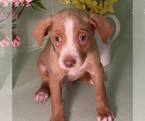 Medium Photo #6 Golden Retriever-Pembroke Welsh Corgi Mix Puppy For Sale in San Diego, CA, USA