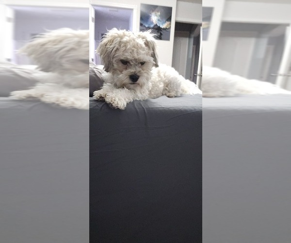 Medium Photo #1 Yo-Chon Puppy For Sale in CHEYENNE, WY, USA