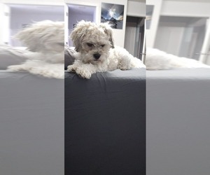 Father of the Yo-Chon puppies born on 12/27/2025