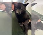 Small #3 Huskies -Pomeranian Mix