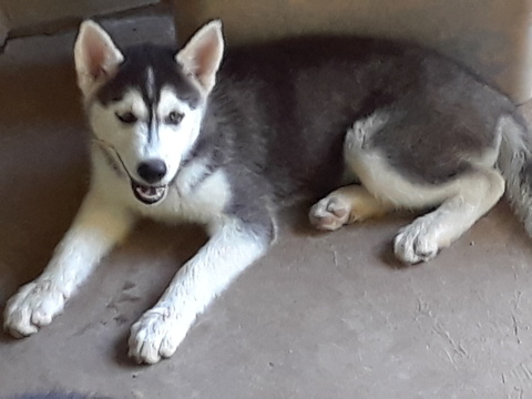 Medium Photo #1 Siberian Husky Puppy For Sale in AUSTIN, TX, USA