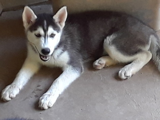 Siberian Husky Puppy for sale in AUSTIN, TX, USA