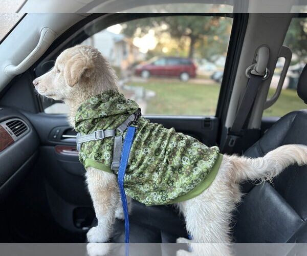Medium Photo #4 Huskies -Maremma Sheepdog Mix Puppy For Sale in Fenton, MO, USA