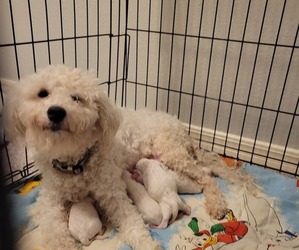 Mother of the Bichon Frise puppies born on 11/02/2023