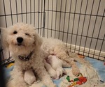 Small Photo #1 Bichon Frise Puppy For Sale in PORT LAVACA, TX, USA