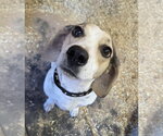 Small Photo #2 Bagle Hound Puppy For Sale in Magnolia Springs, AL, USA