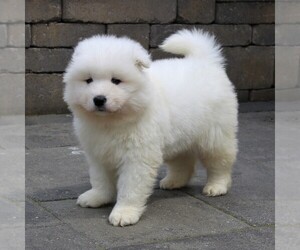 Samoyed Puppy for sale in LEOLA, PA, USA
