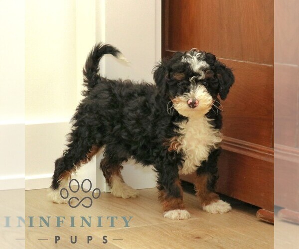 Medium Photo #4 Bernedoodle (Miniature) Puppy For Sale in PARADISE, PA, USA